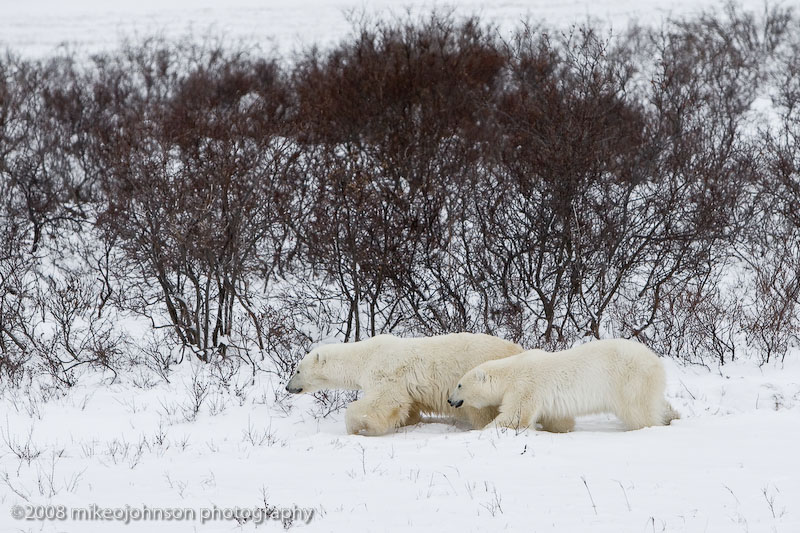 1005Mother and Cub.jpg