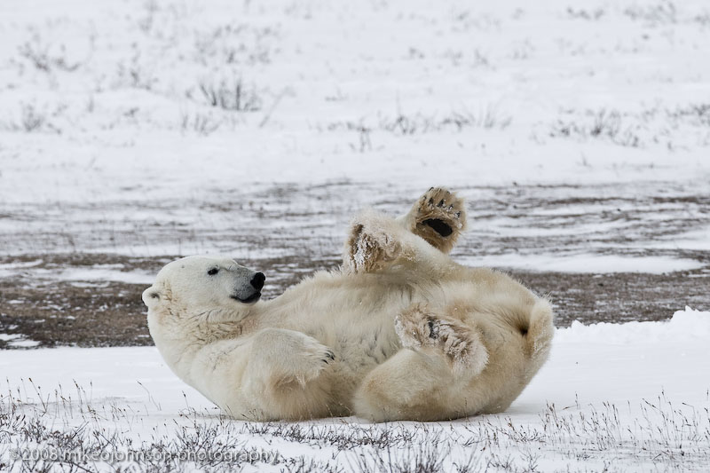 1018Polar Bear Playing.jpg