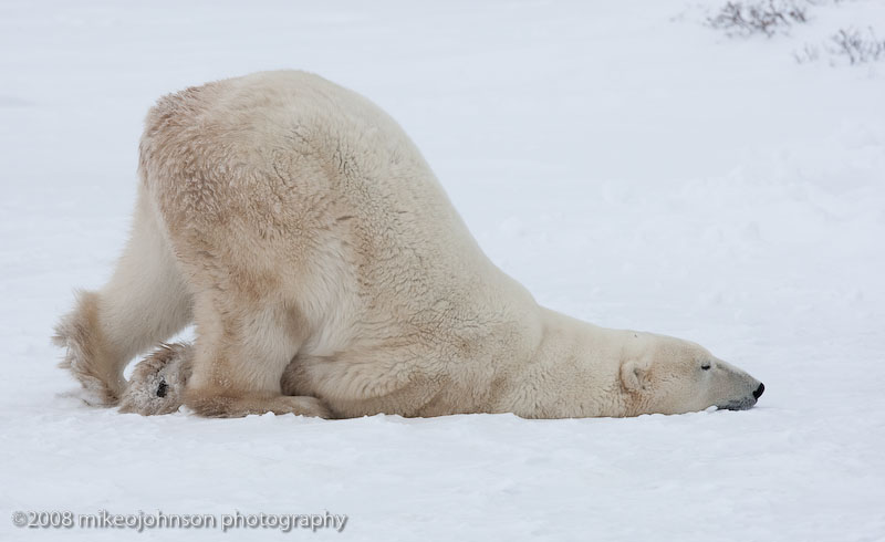 1021Polar Bear Cooling Off.jpg