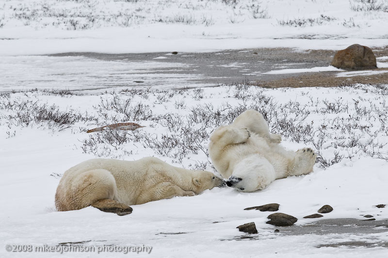 1022Polar Bears Playing.jpg