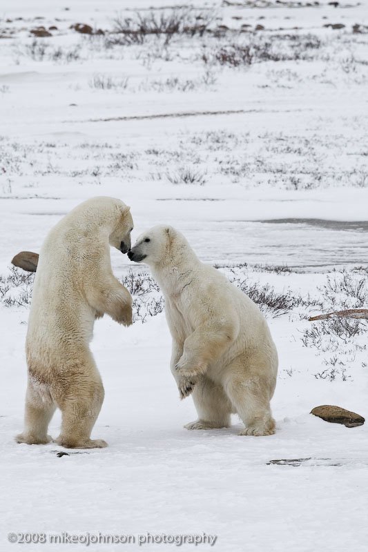1025Polar Bears Sparring.jpg