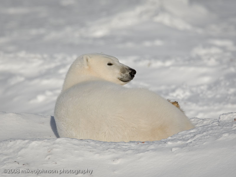 1029Polar Bear Resting.jpg
