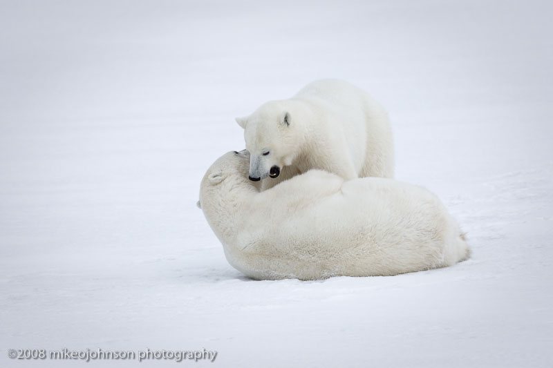 1039Polar Bears Playing.jpg
