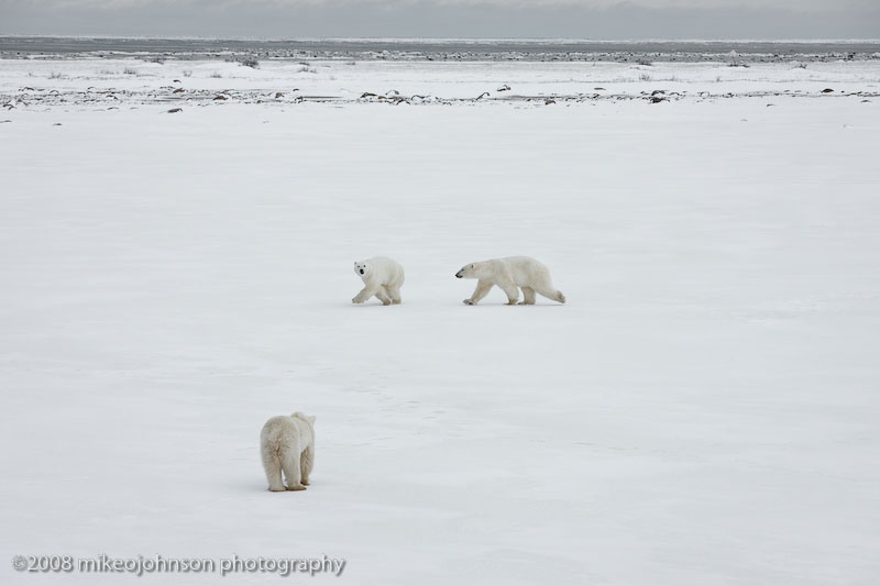 1040Polar Bears Playing.jpg