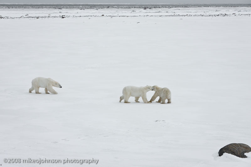 1041Polar Bears Playing.jpg
