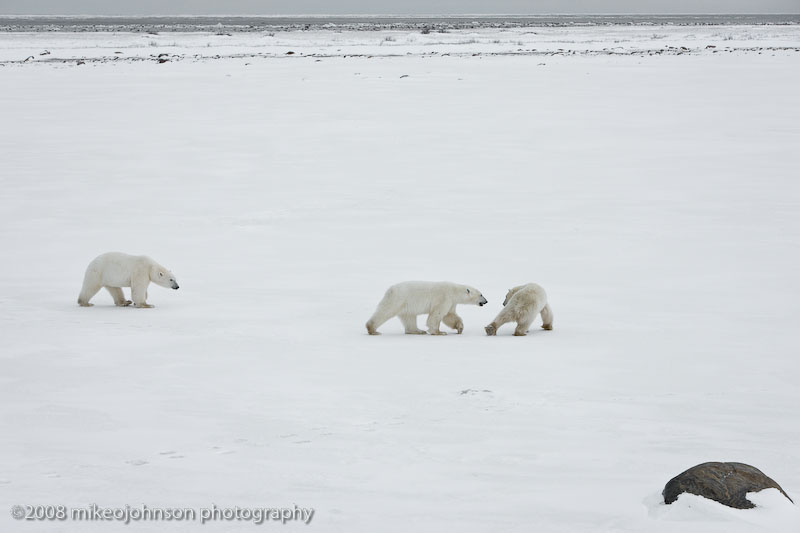 1042Polar Bears Playing.jpg