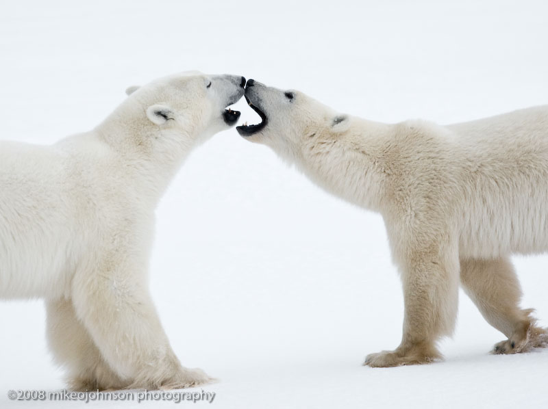 1043Polar Bears Playing.jpg
