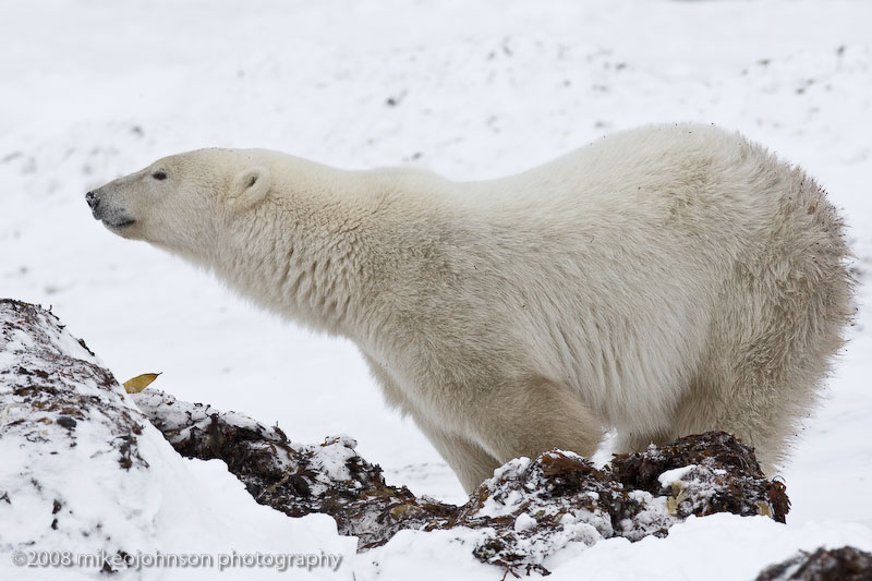 1045Polar Bear in the Kelp.jpg