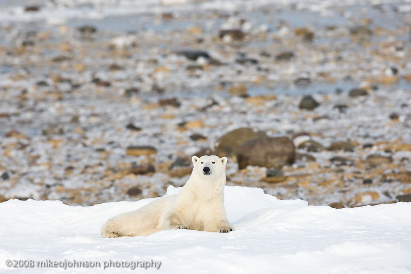1047Polar Bear at Rest.jpg