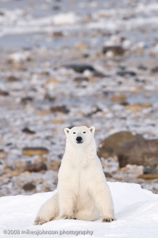 1049Polar Bear Sitting.jpg