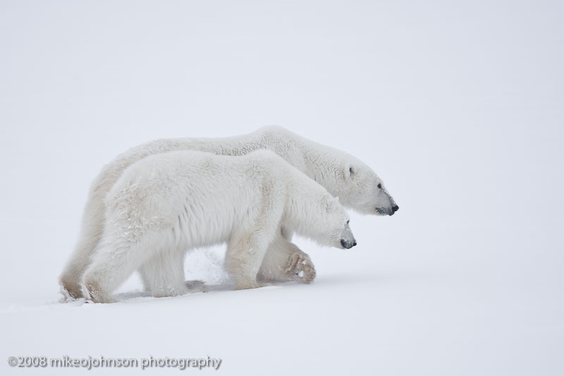 1057Polar Bear Symmetry.jpg