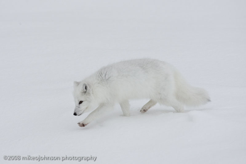 1059Arctic Fox.jpg
