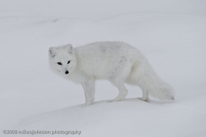 1060Arctic Fox.jpg