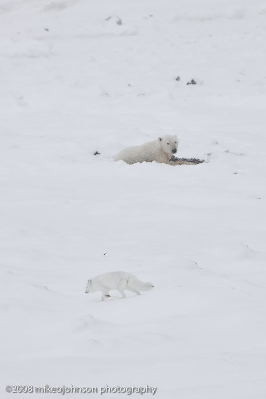 1061Bear Sees Fox.jpg