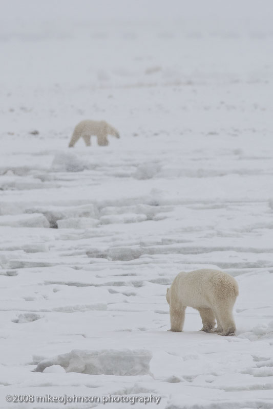 1065Polar Bears On Ice.jpg