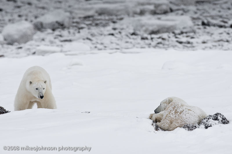 1067Polar Bears.jpg