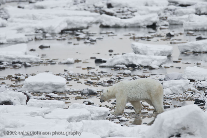 1069Polar Bear Waits for Ice to Freeze.jpg