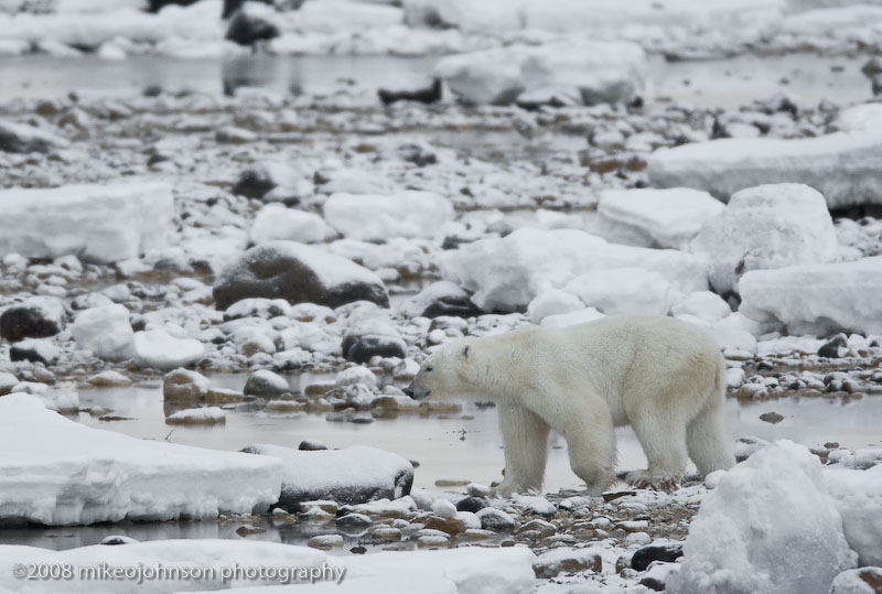 1070Polar Bear Waits for Ice to Freeze.jpg