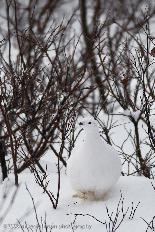 1074Ptarmigan.jpg
