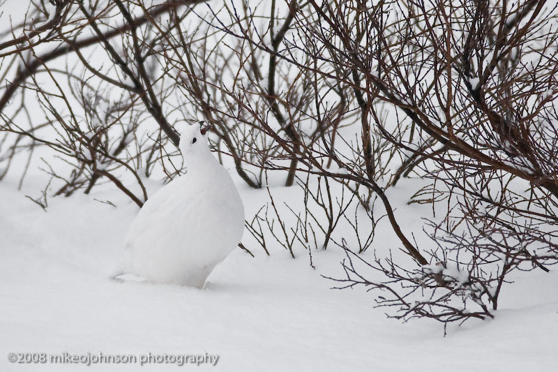 1075Ptarmigan Eating Buds.jpg