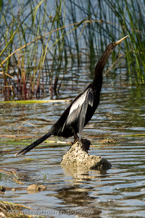 Anhinga