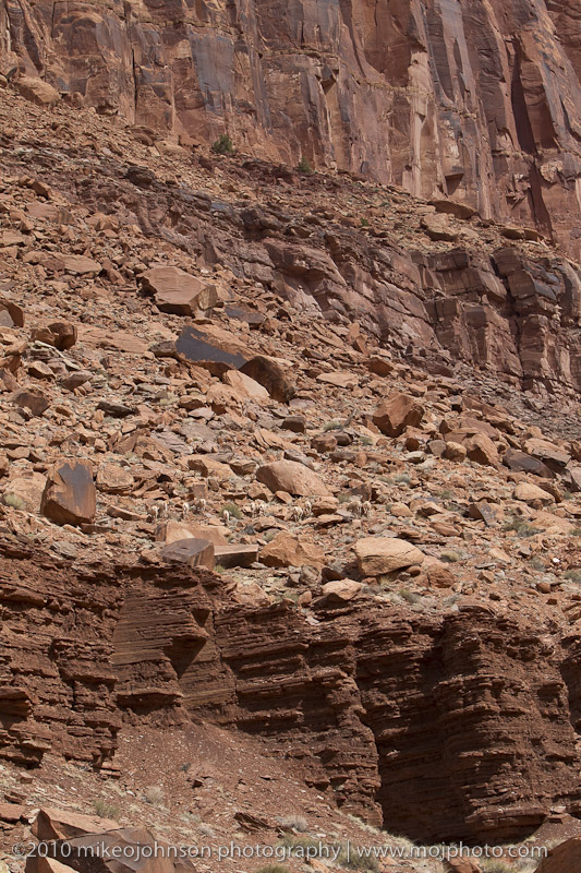 012-Desert Bighorn Sheep