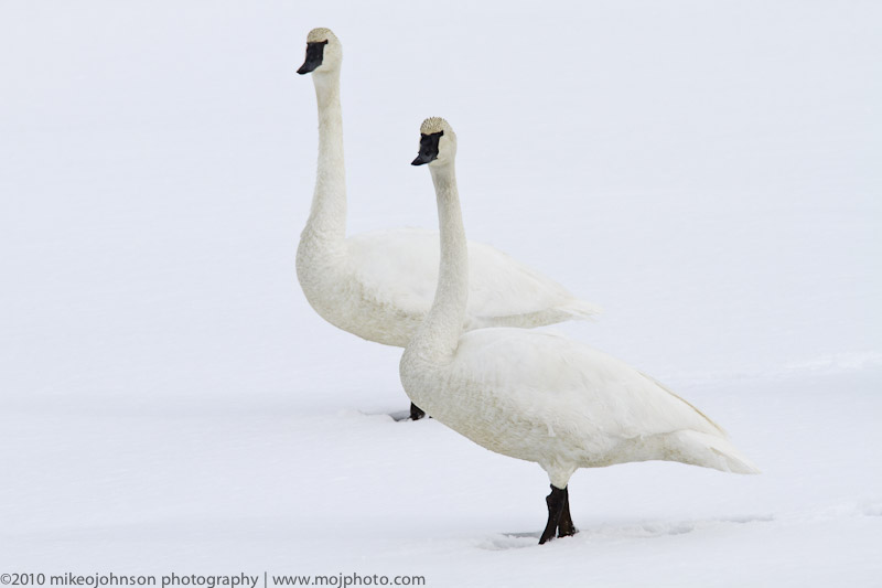 006-Snow Covered Swans