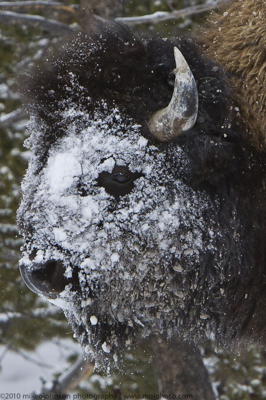 009-Bison Portrait