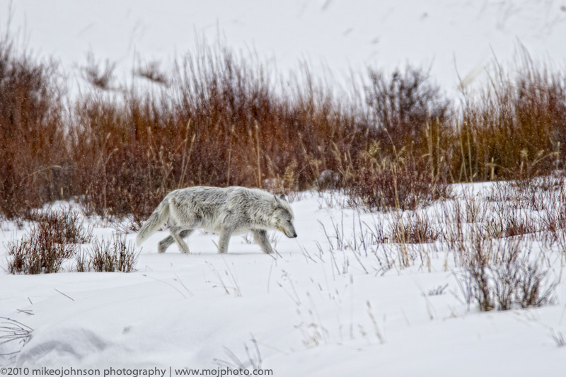 014-Silver Wolf Leader