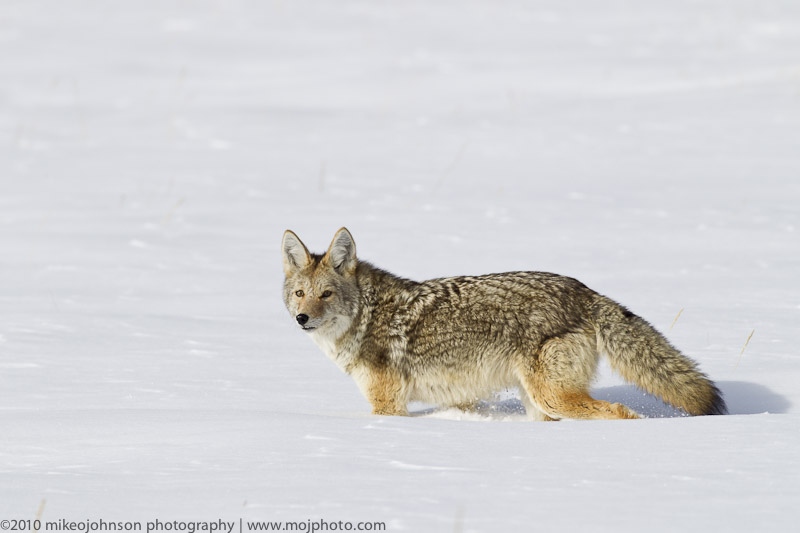 022-Coyote Pose