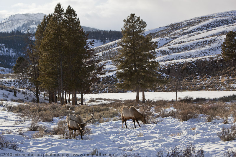 028-Elk Scene