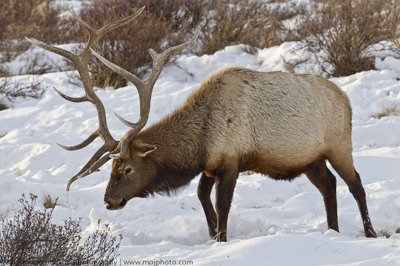 030-Elk