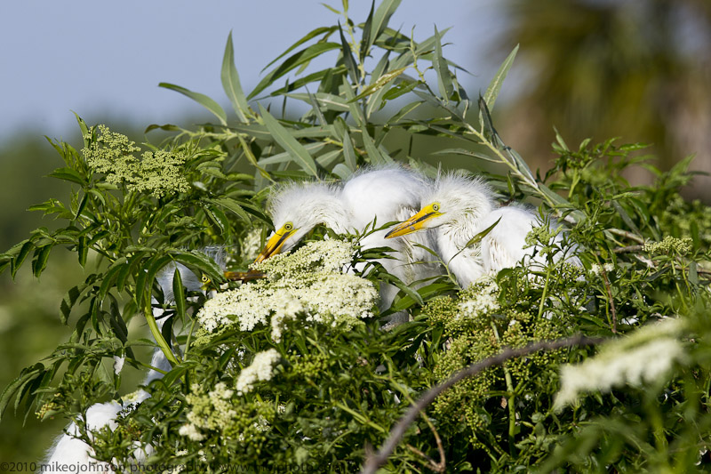 002-Egret Chicks