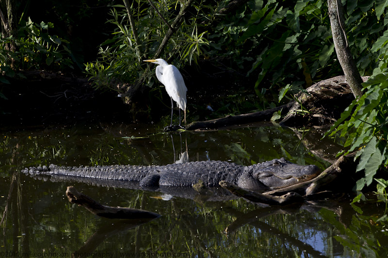 004-Egret and Alligator