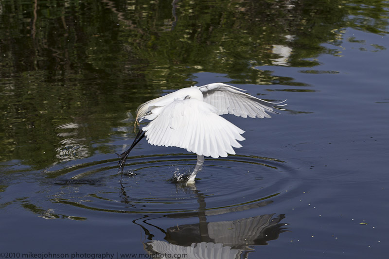 008-Egret Feed