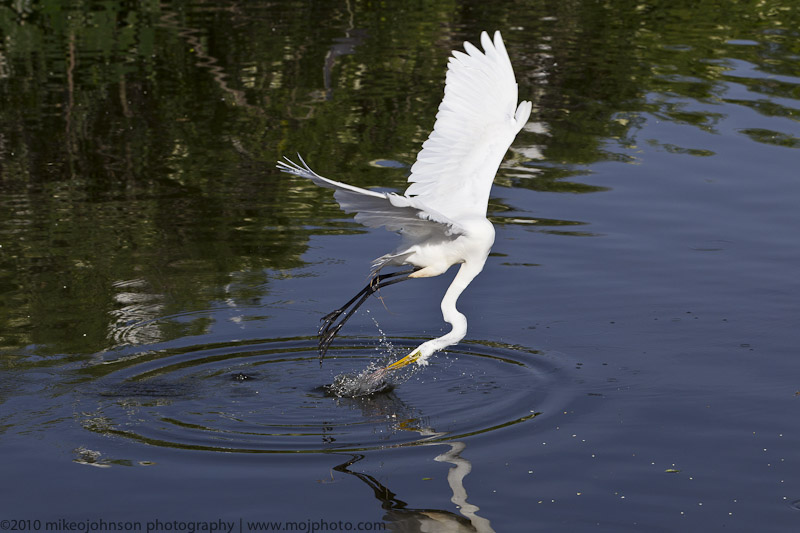 009-Egret Feed