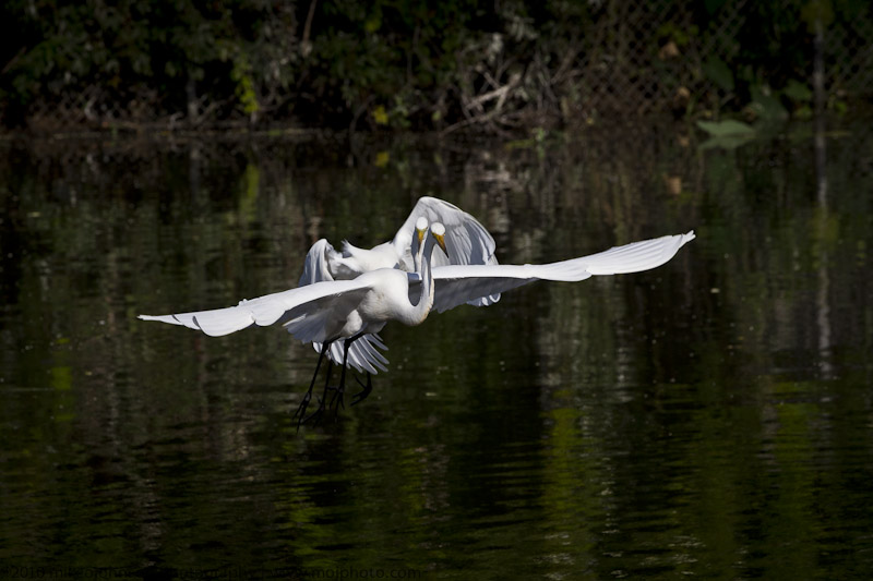 011-Egret Pair in Flight II
