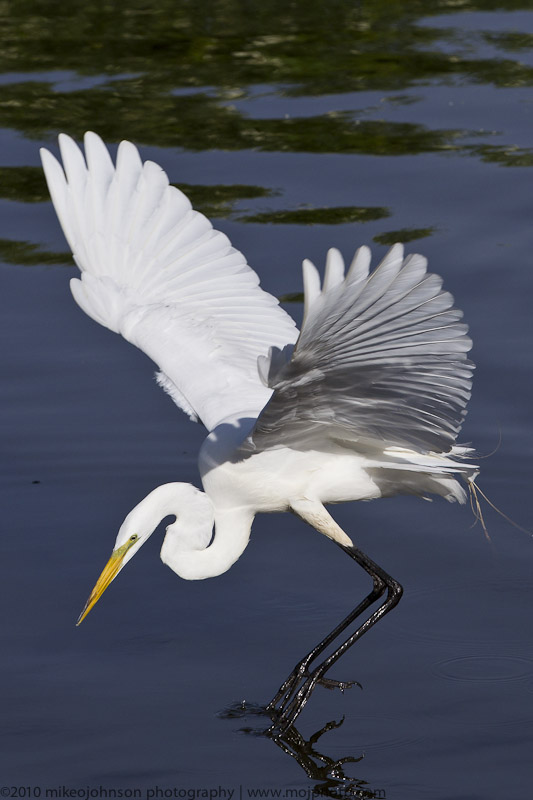 012-Egret Feed