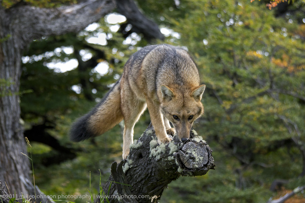 085-Red Fox.jpg