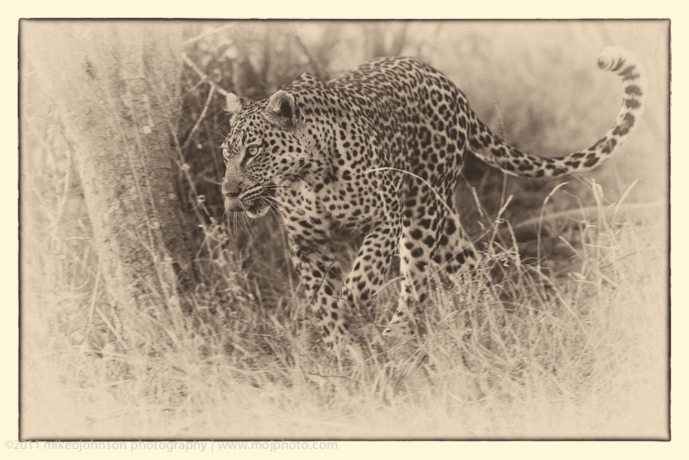 002-Leopard Stalking