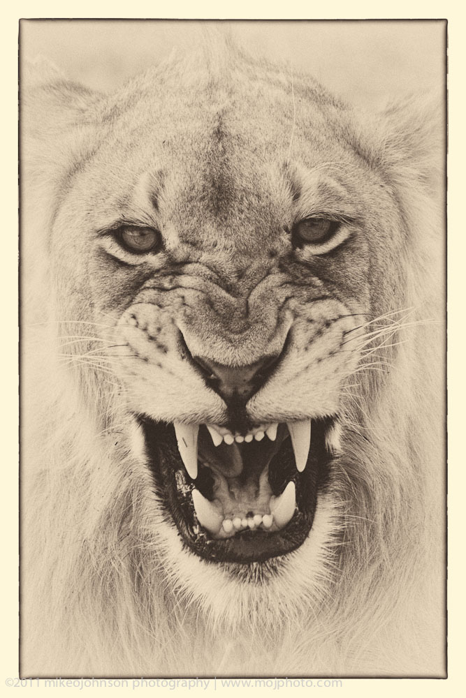 004-Lion Phlemming