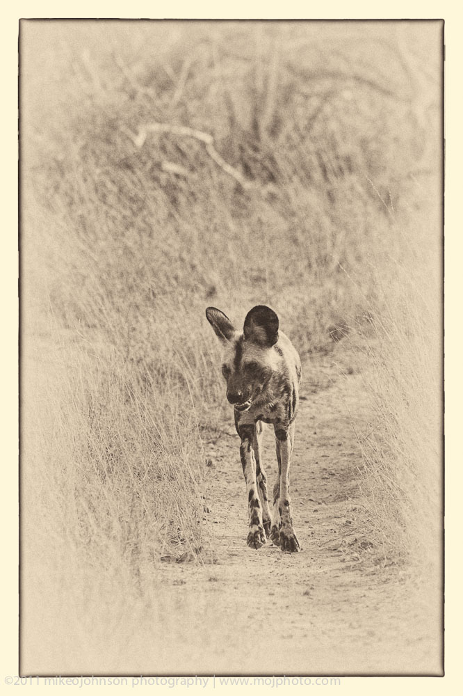 015-Wild Dog Walking Down Road