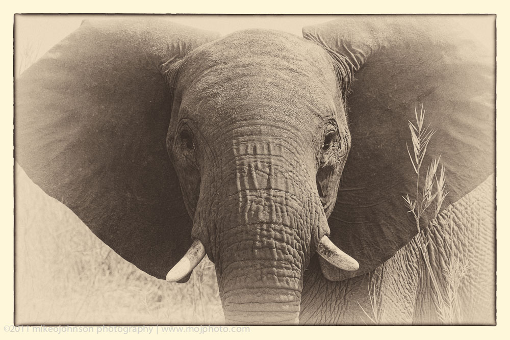 019-Elephant Face