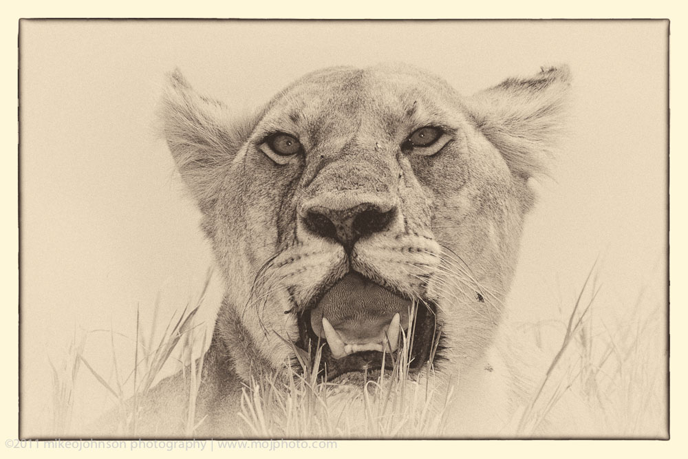 025-Lion from Below