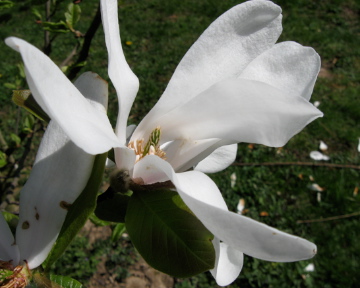 Magnolia-1.jpg
