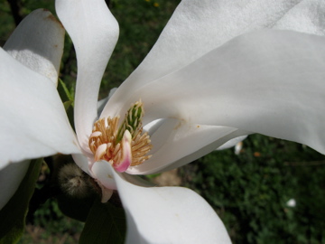 Magnolia-2.jpg