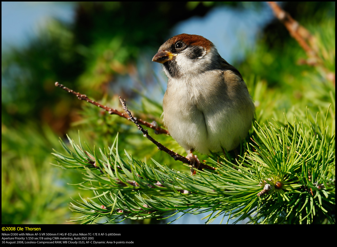 Tree Sparrow (Skovspurv / Passer montanus)