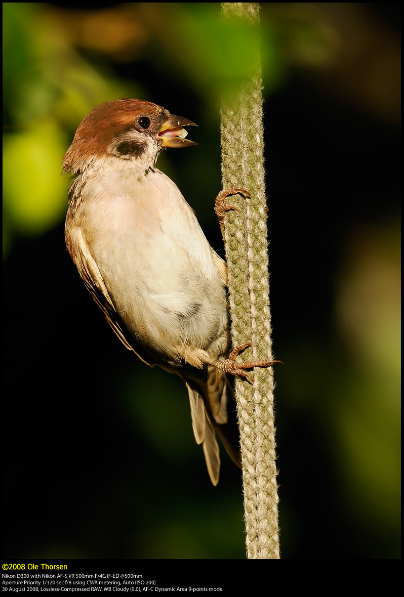 Tree Sparrow (Skovspurv / Passer montanus)