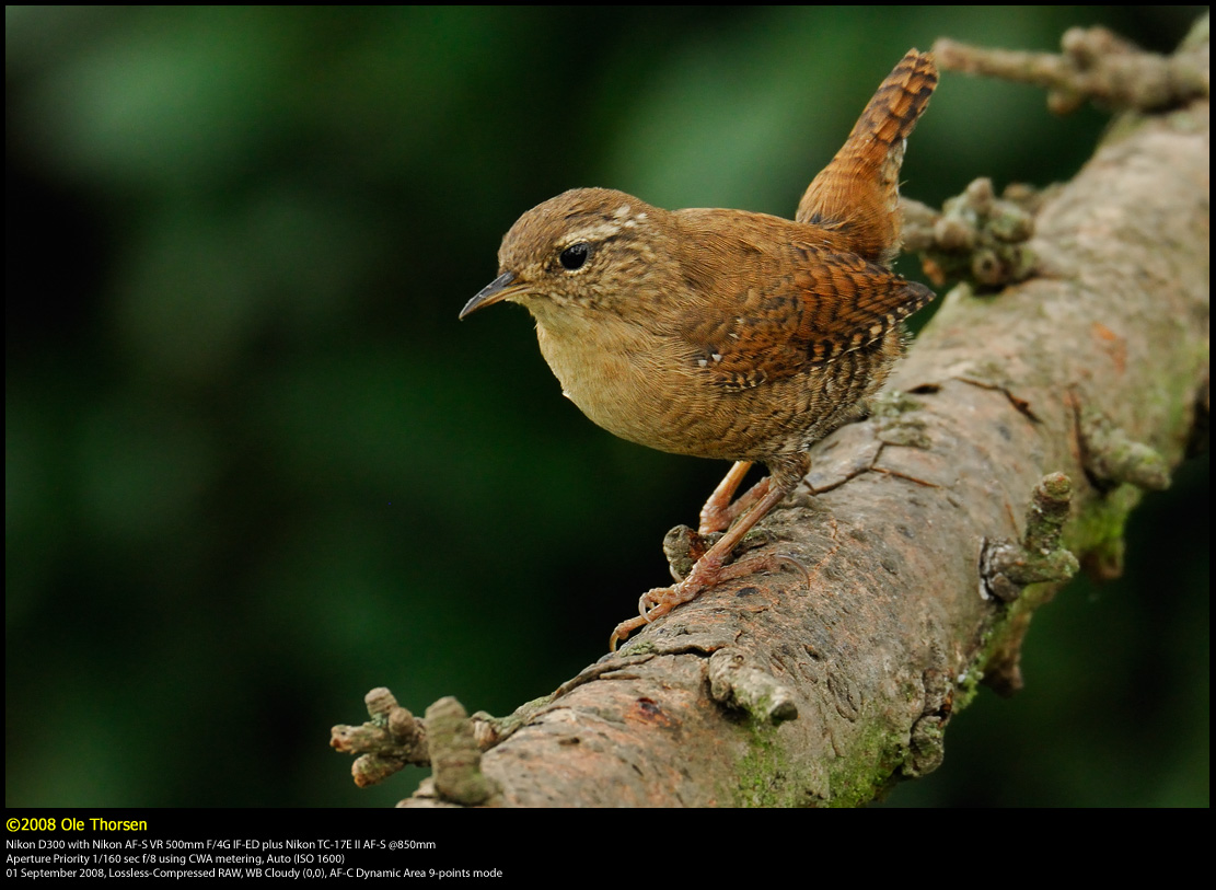 Winter Wren (Grdesmutte / Troglodytes troglodytes)