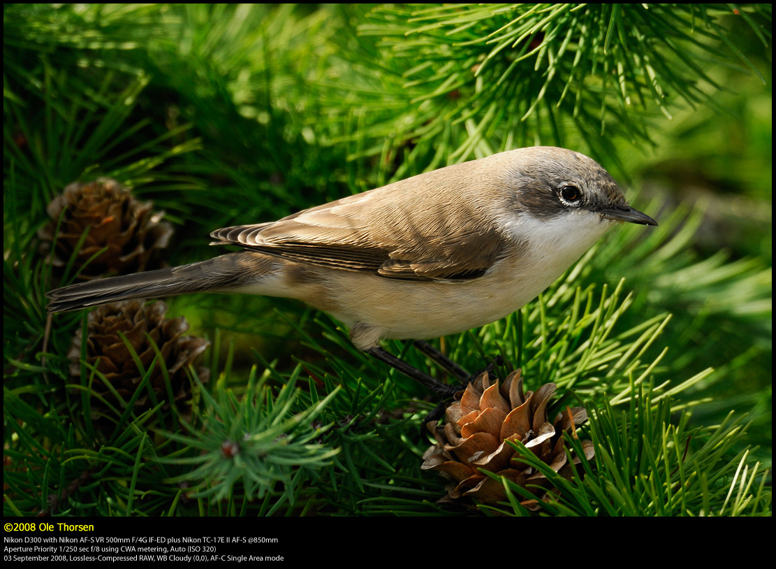 Lesser Whitethroat (Grdesanger / Sylvia Curruca)